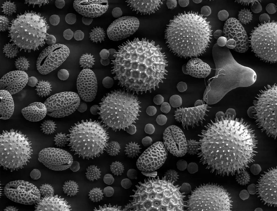 車の花粉シミの原因はペクチン!?そのメカニズムと対策とは？